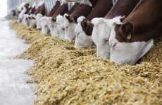 С 21 по 27 декабря основным видом импортируемой продукции в Российскую Федерацию стали корма и кормовые добавки