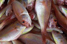 С 7 по 13 декабря основным видом импортируемой продукции в Российскую Федерацию стала рыба и морепродукты
