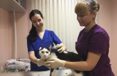 Клинико-диагностический центр ФГБУ «ВГНКИ» осуществил более 15300 исследований за 2017 год