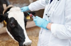 Ученые ФГБУ «ВГНКИ» проводят исследования для определения сроков выведения цефалоспоринов из организма животных   