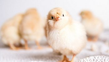 Ученый ФГБУ «ВГНКИ» завершила фазу исследований по применению биостимуляторов при инкубации яиц