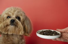 В ФГБУ «ВГНКИ» не выявили указанный на упаковке белок животного происхождения в корме для щенков