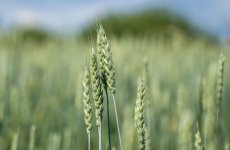 ФГБУ «ВГНКИ» подвело итоги сертификационной деятельности за нынешний год   