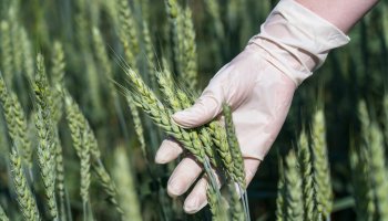 ФГБУ «ВГНКИ» подтвердило компетентность и расширило полномочия в области сертификации