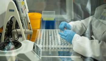 ФГБУ «ВГНКИ» изучает свойства возбудителя актинобациллезной плевропневмонии свиней для создания новых диагностических решений   