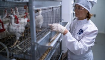В ФГБУ «ВГНКИ» унифицируют методы контроля качества иммунобиологических лекарственных средств против вирусных болезней птиц   