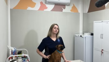 Видео: Эксперт Ветеринарного центра ФГБУ «ВГНКИ» рассказала о последствиях применения «человеческих» косметических средств у животных