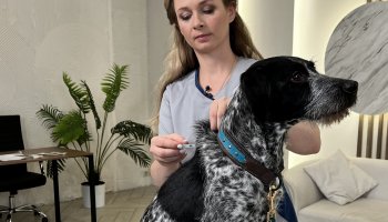 Более 600 домашних питомцев принял Ветеринарный центр ФГБУ «ВГНКИ» с 19 по 29 января 