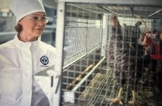 В ФГБУ «ВГНКИ» разработана программа исследований кормовых добавок для кур мясных пород 