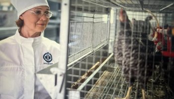 В ФГБУ «ВГНКИ» разработана программа исследований кормовых добавок для кур мясных пород 