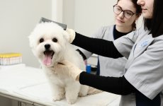 Более 3 тысяч домашних животных принял Ветеринарный центр ФГБУ «ВГНКИ» в 2025 году