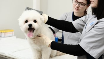 Более 3 тысяч домашних животных принял Ветеринарный центр ФГБУ «ВГНКИ» в 2025 году